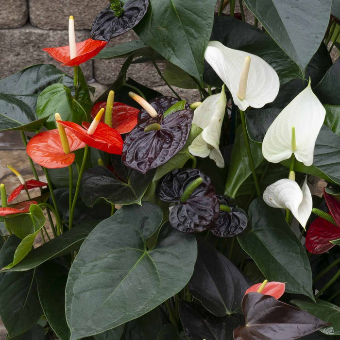 Anthurium Display