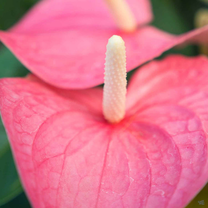 Pink Anthurium