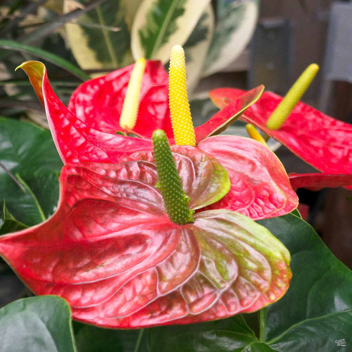 Red Anthurium