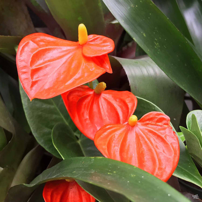 Coral Anthurium