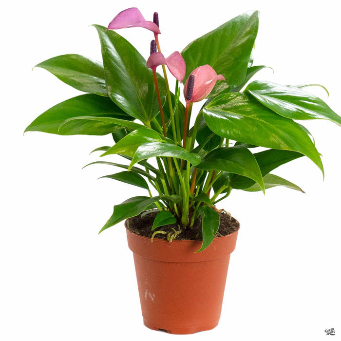 Purple Anthurium 4 inch