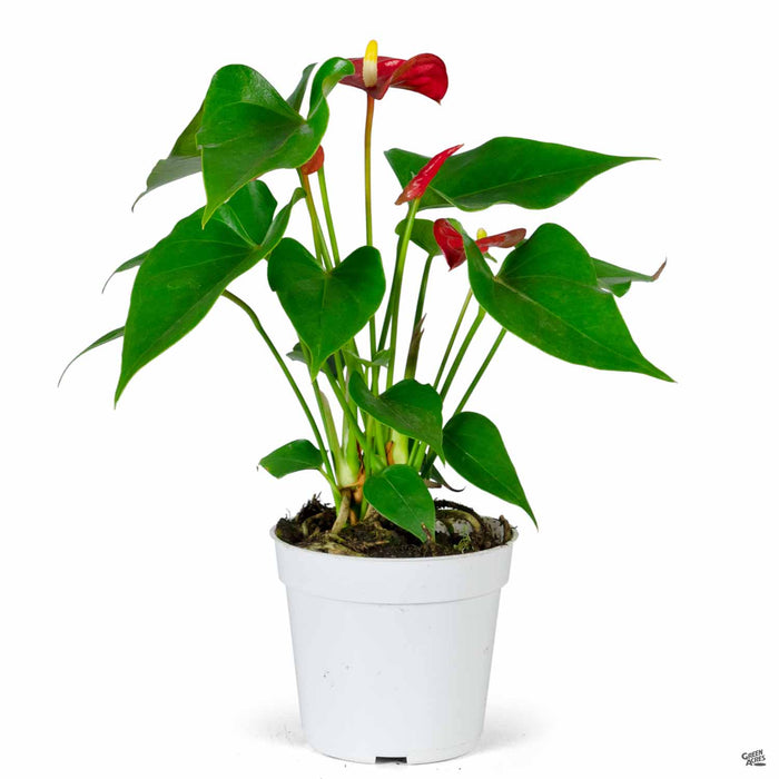 Red Anthurium 4 inch
