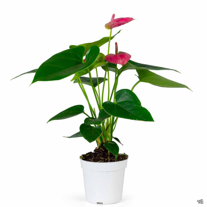 Dark Pink Anthurium 4 inch
