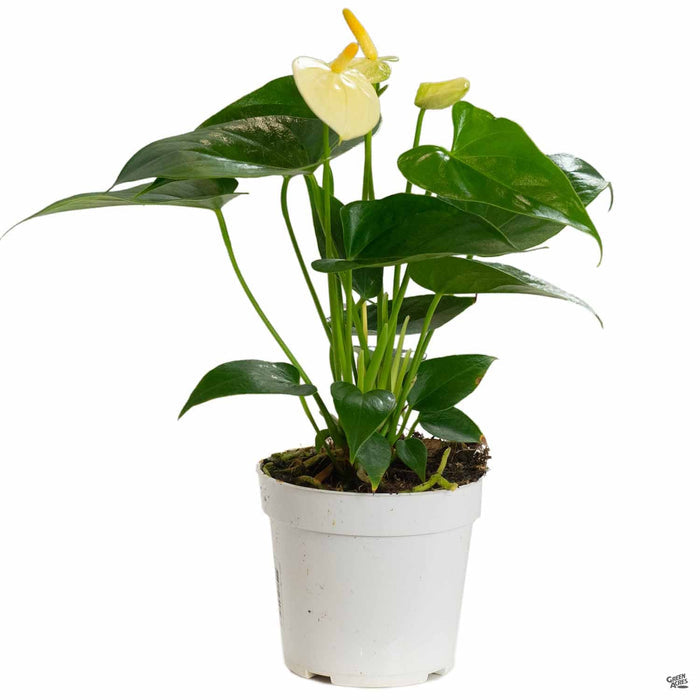 Anthurium Yellow 4 inch