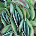 Flapjack Cactus