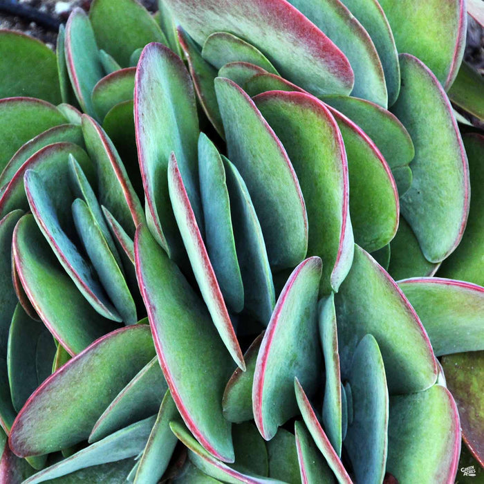 Flapjack Cactus