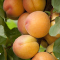 Aprium Interspecific Apricot 'Flavor Delight'