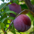 Pluot Flavor Finale