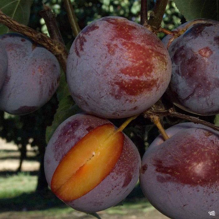 Pluot 'Flavor King'