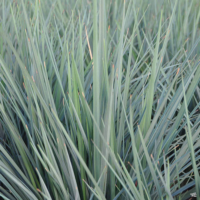Flax Lily Coolvista