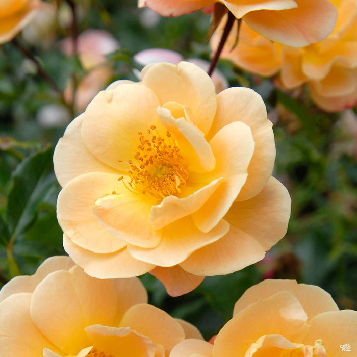 Amber Flower Carpet Rose
