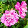 Pink Splash Flower Carpet Rose