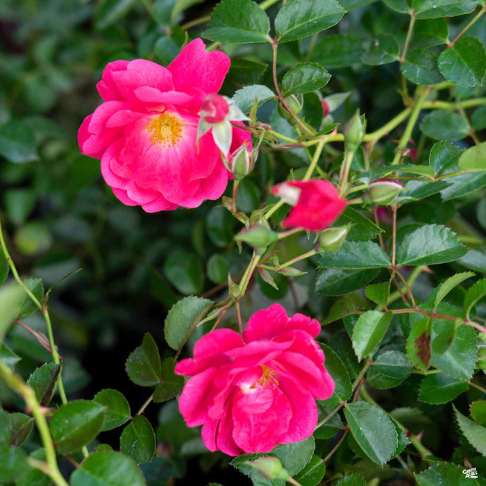 Pink Supreme Flower Carpet Rose