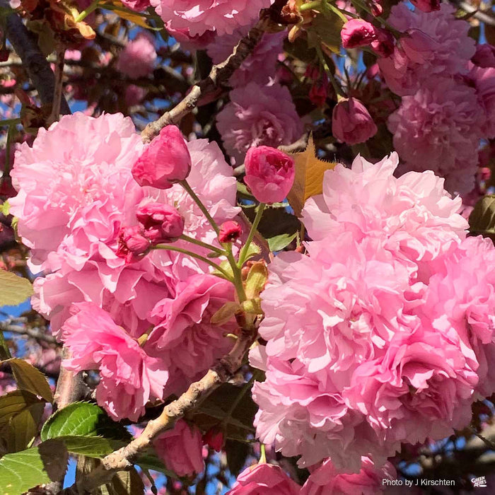Flowering Cherry 'Kwanzan'