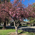 Flowering Cherry 'Kwanzan'