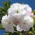 Flowering Cherry Mount Fuji