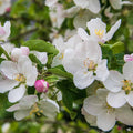 Crabapple Sugar Tyme