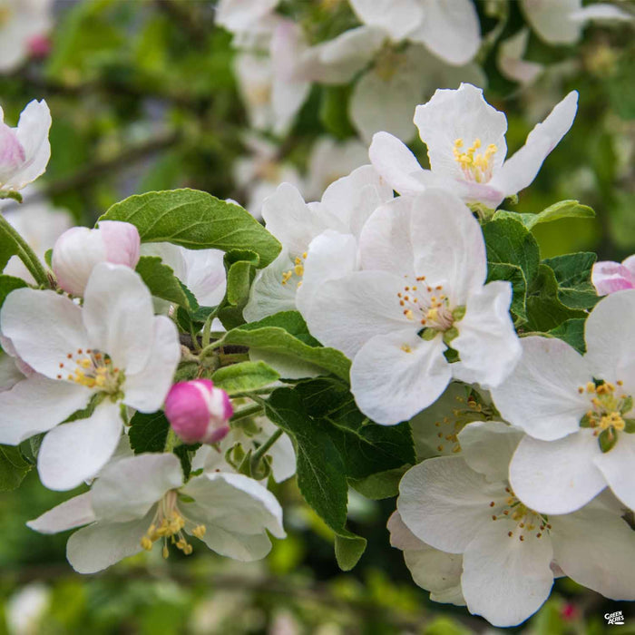 Crabapple Sugar Tyme
