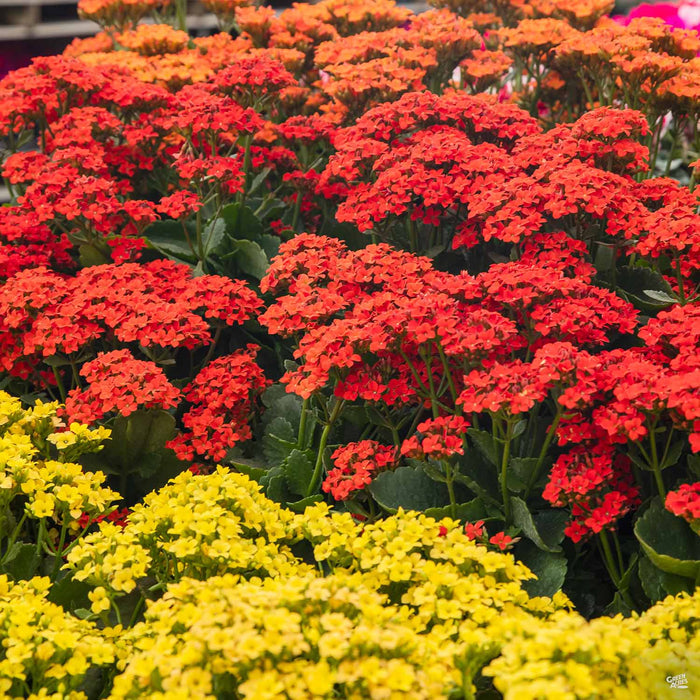 Flowering Kalanchoe