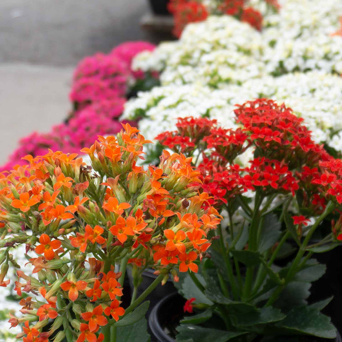 Kalanchoe 'Petero' Display Table