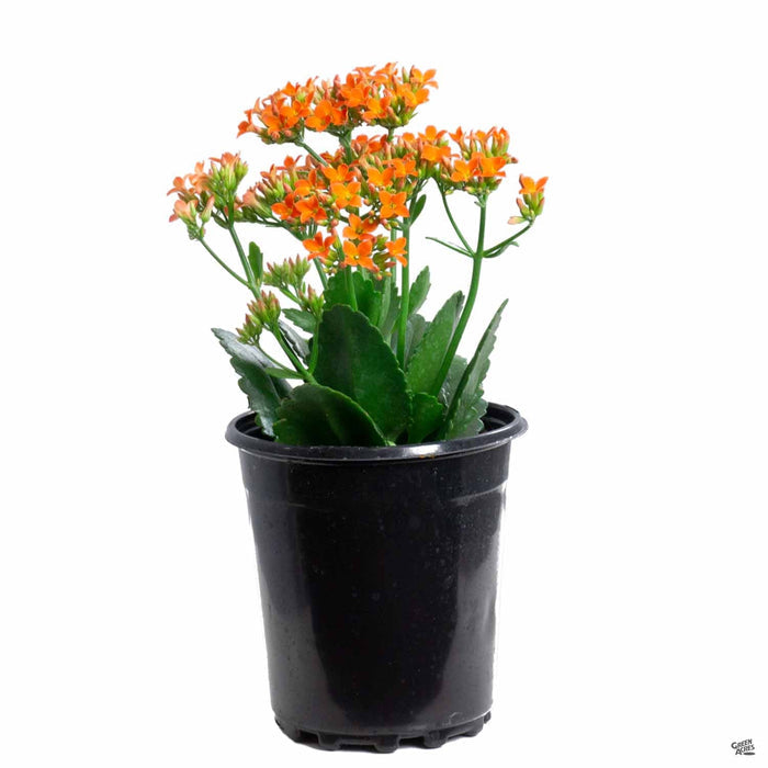 Flowering Kalanchoe Orange 1 gallon