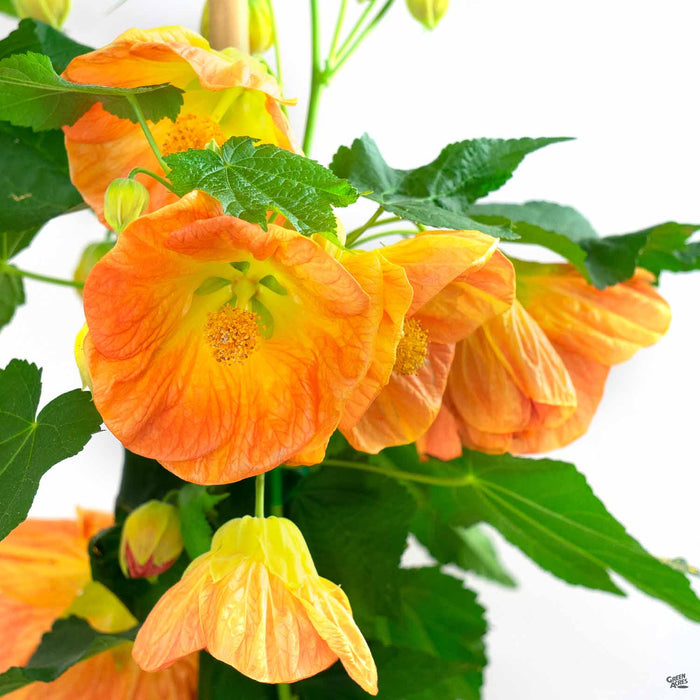 Abutilon 'Victor Peter'