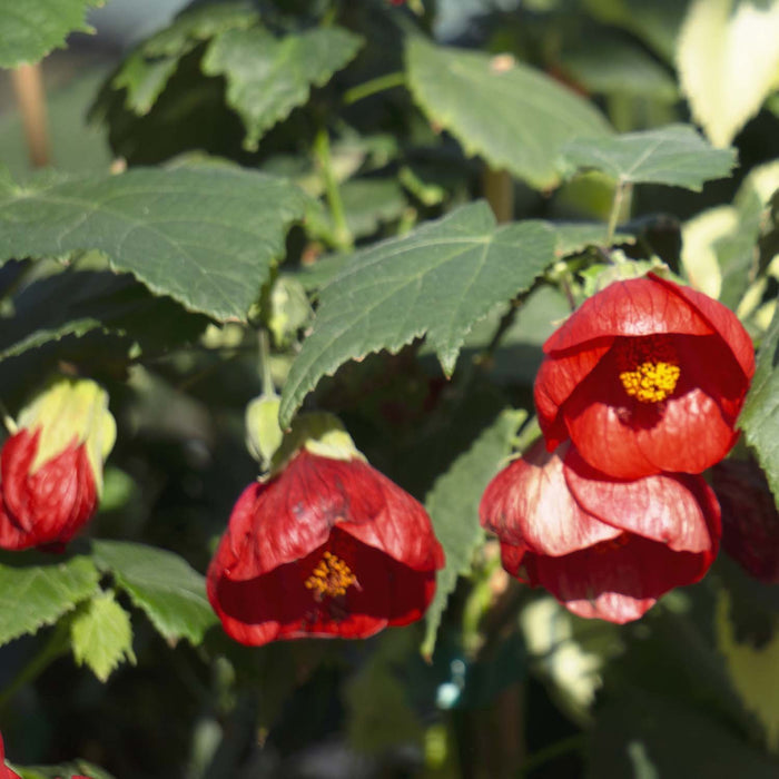 Red Abutilon