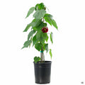 Abutilon 1 gallon