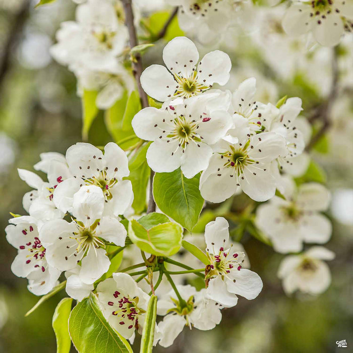 Callery Pear