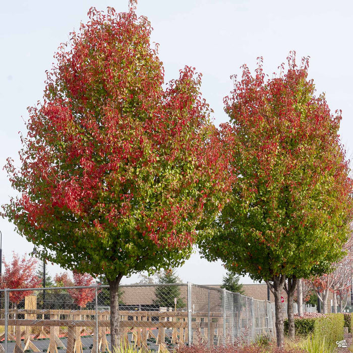 Chanticleer Pear Fall