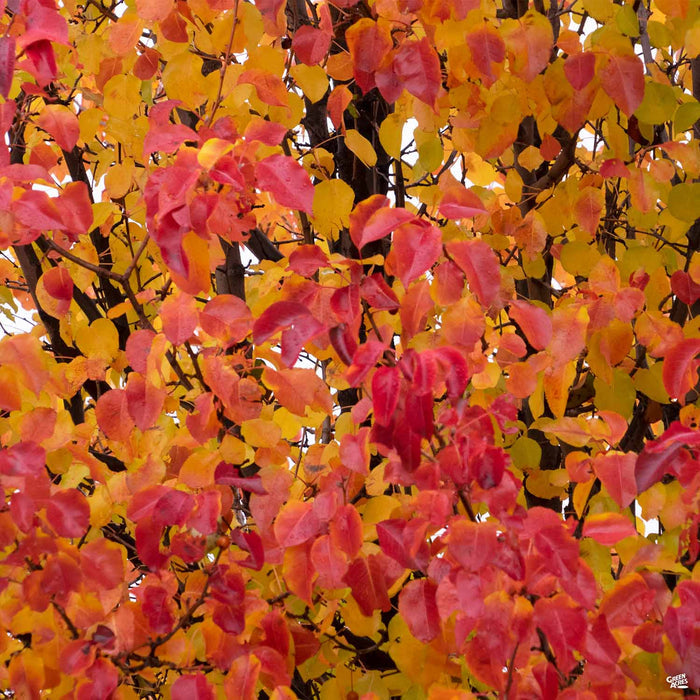 Callery Pear Fall Colors