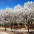 Flowering Pear 'Bradford'