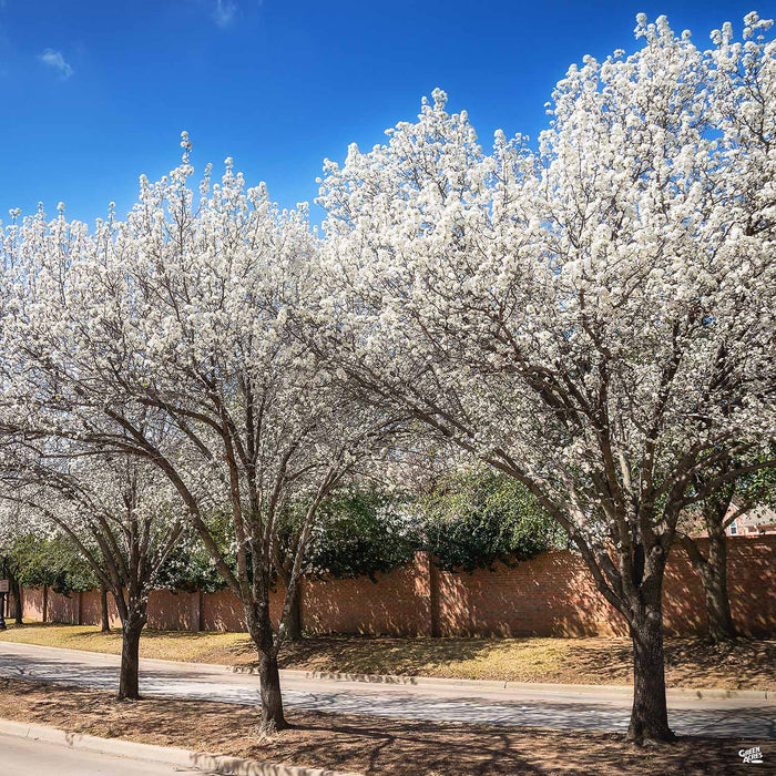 Flowering Pear 'Bradford'