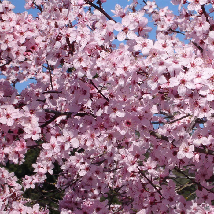 Prunus 'Krauter Vesuvius'