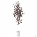 Prunus 'Krauter Vesuvius' 15 gallon