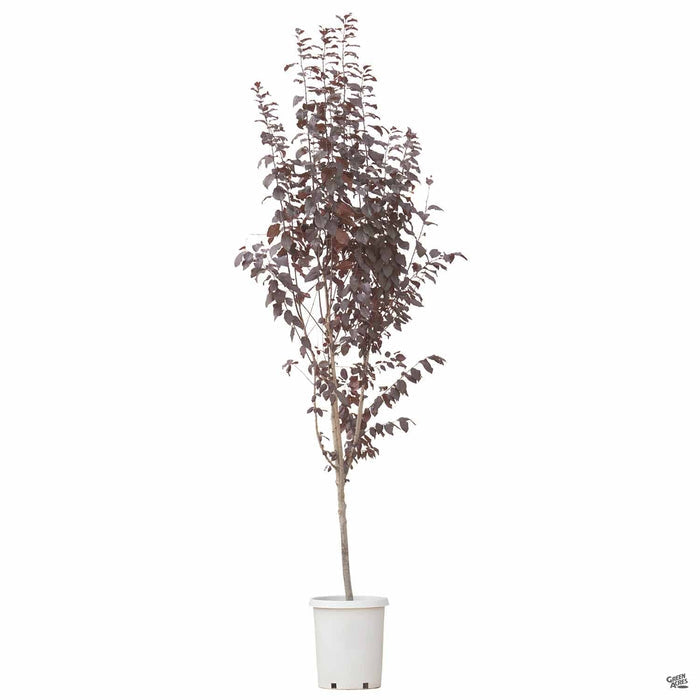 Prunus 'Krauter Vesuvius' 15 gallon