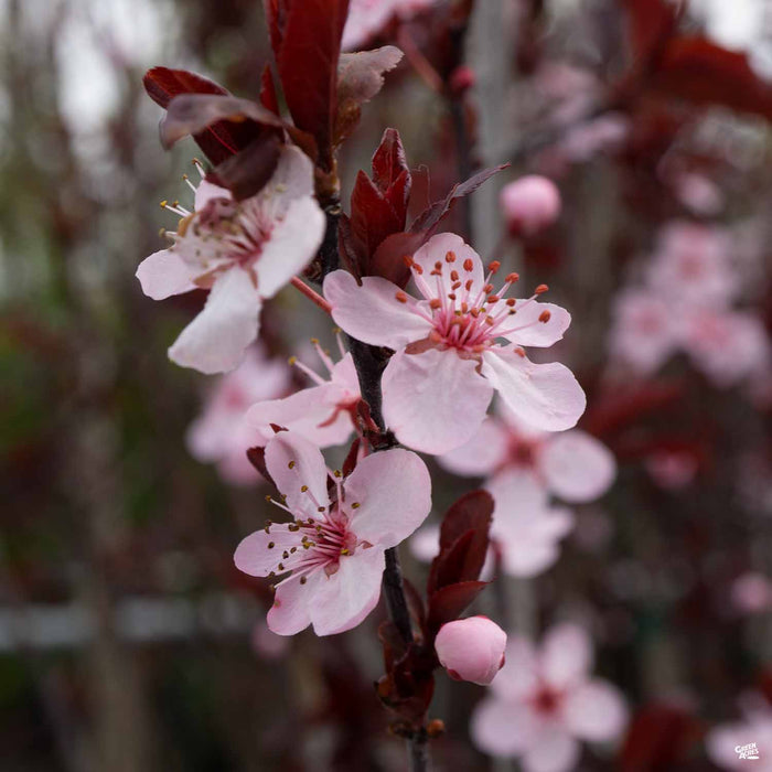 Flowering Plum 'Purple Pony' blossom