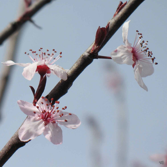 Flowering Plum 'Purple Pony' blossom