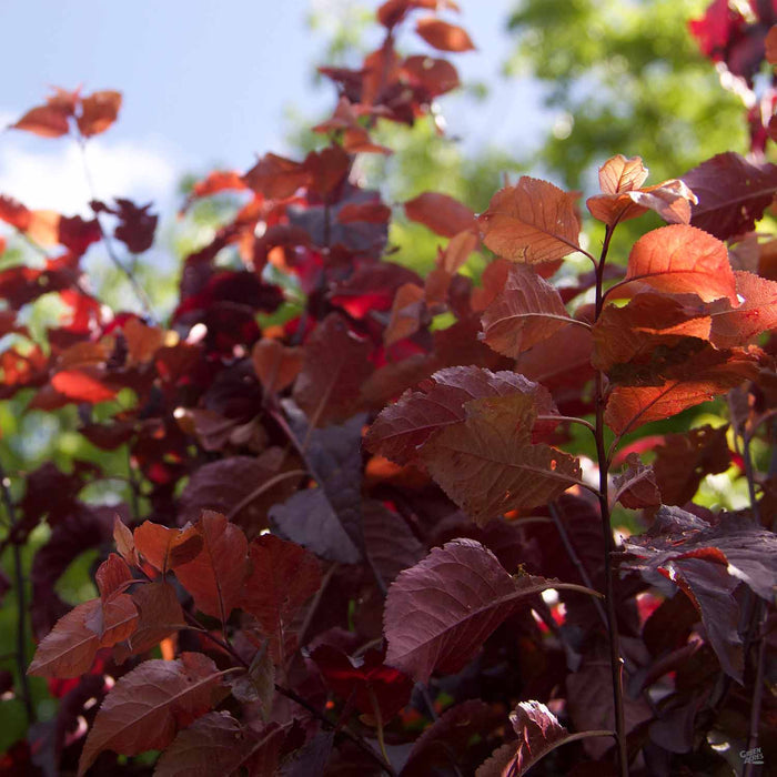 Flowering Plum 'Purple Pony' Leaves