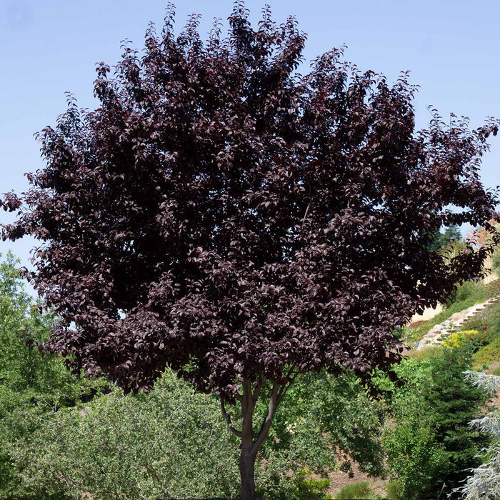 Flowering Plum 'Purple Pony' Tree