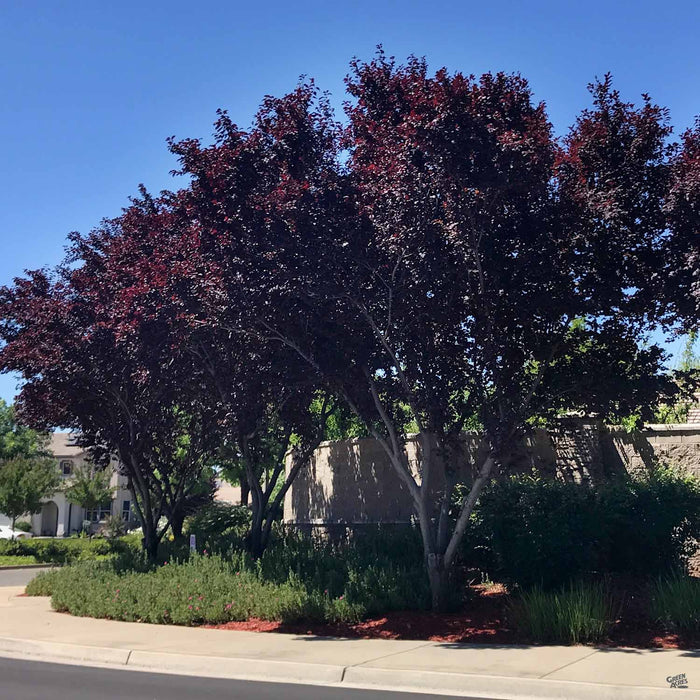 Flowering Plum 'Purple Pony' Tree