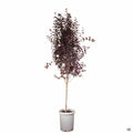Flowering Plum 'Purple Pony' 15 gallon