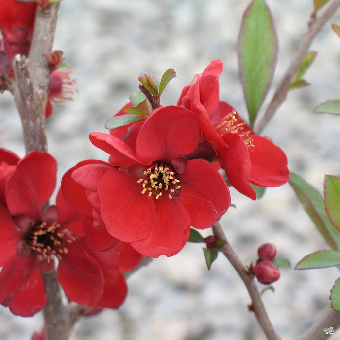 Flowering Quince Chaenomeles 'Kurokoji'