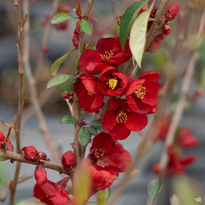 Flowering Quince Chaenomeles 'Kurokoji'