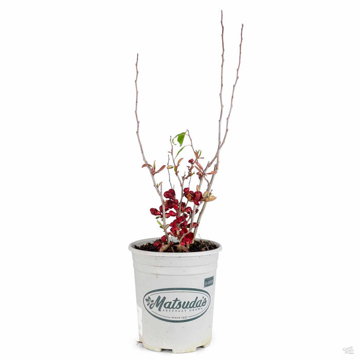 Flowering Quince Chaenomeles 'Kurokoji' in 1 gallon