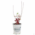 Flowering Quince Chaenomeles 'Kurokoji' in 1 gallon