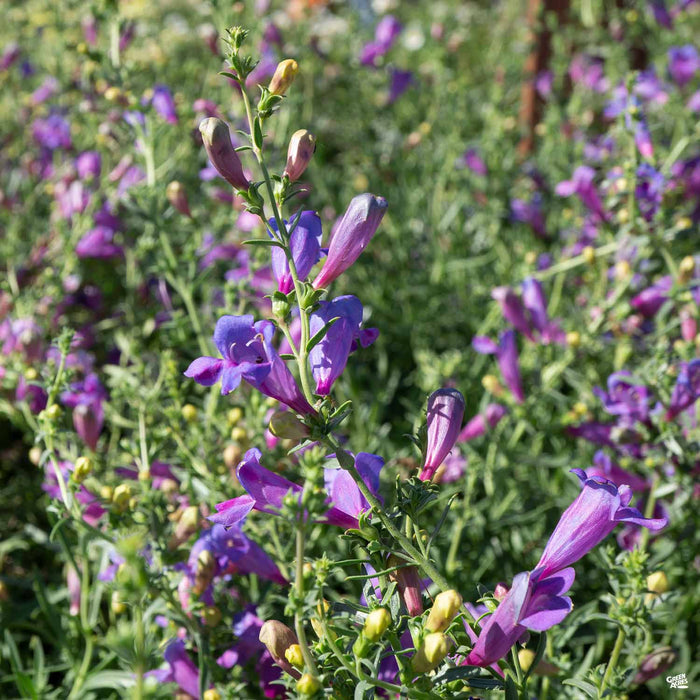 Foothill Penstemon 'Margarita BOP'