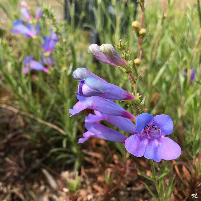 Foothill Penstemon 'Margarita BOP'