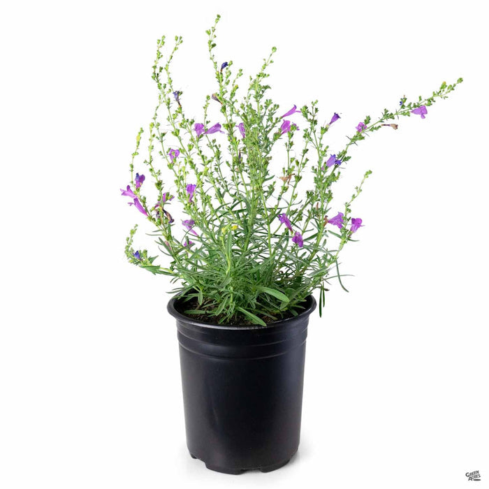 Foothill Penstemon 'Margarita BOP' 1 gallon