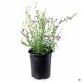 Foothill Penstemon 'Margarita BOP' 1 gallon